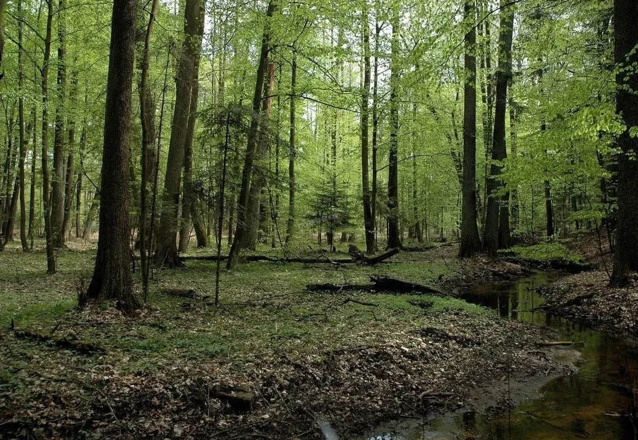 Rezerwaty przyrody Śląsk: Odkryj ukryte skarby natury w regionie