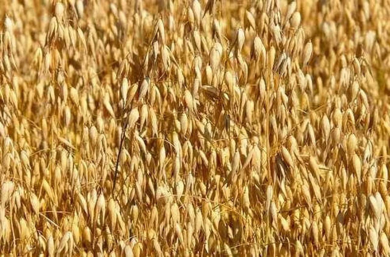 Ile nawozu na hektar owsa – uniknij błędów w nawożeniu i zwiększ plony