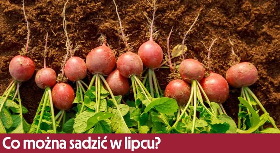Jakie warzywa sadzić w lipcu, aby uniknąć rozczarowania plonami?