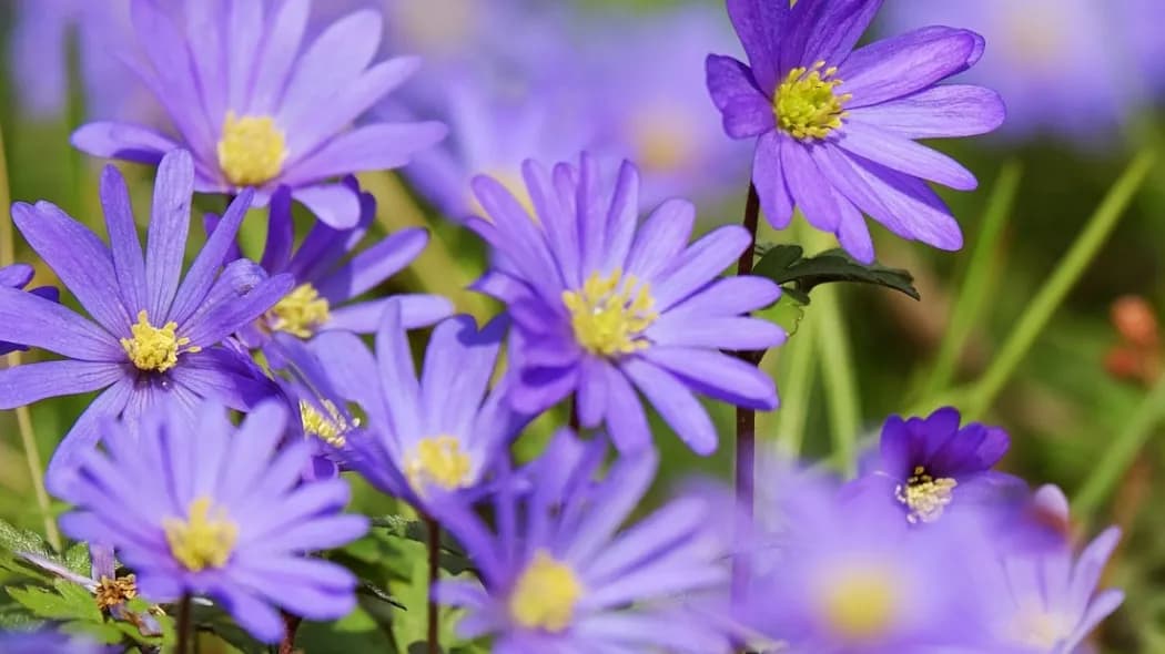 Zawilec grecki jak sadzić cebulki - unikaj błędów i ciesz się kwiatami