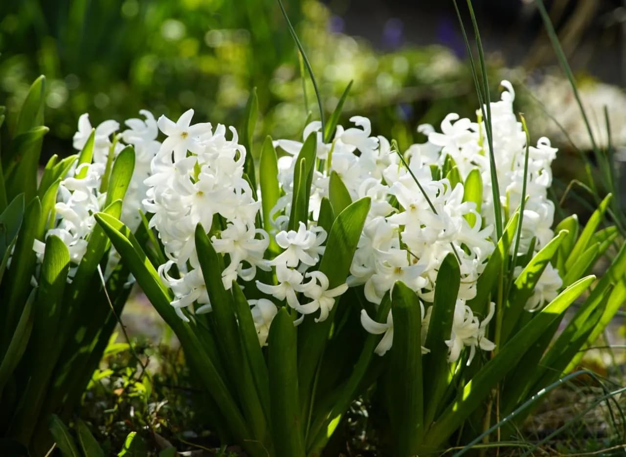 Kiedy sadzić hiacynty, aby uniknąć błędów i cieszyć się kwitnieniem