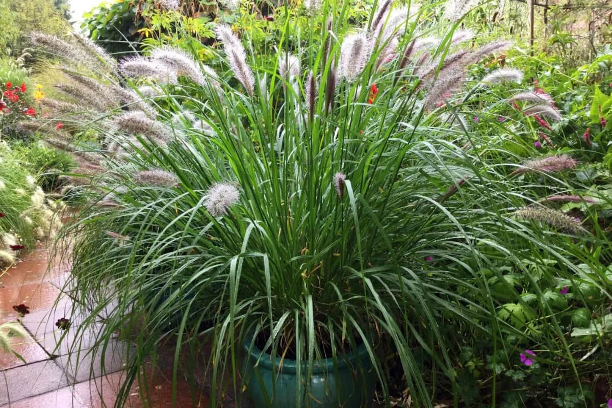 Jak gęsto sadzić rozplenicę japońską 'Hameln' dla lepszego wzrostu