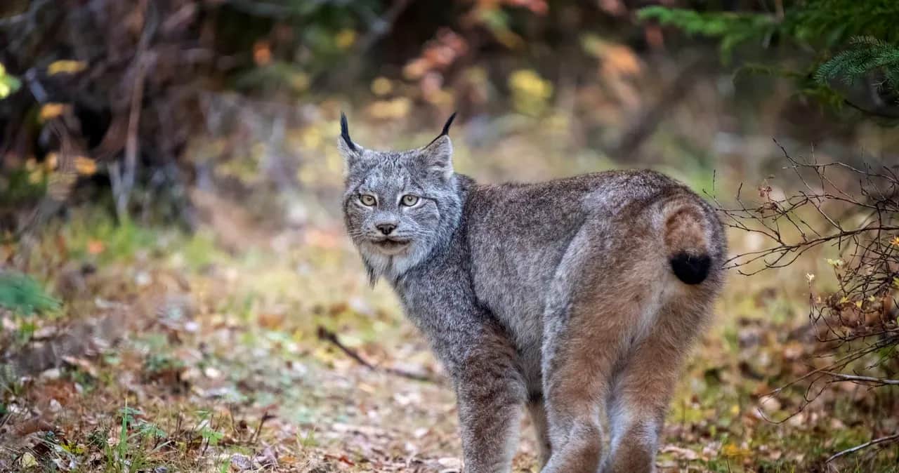 Jakie zwierzęta są zagrożone wyginięciem w Polsce i dlaczego?