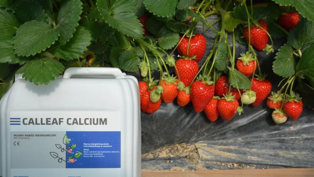 Jaki nawóz na kwitnienie truskawek? Sprawdź najlepsze rozwiązania