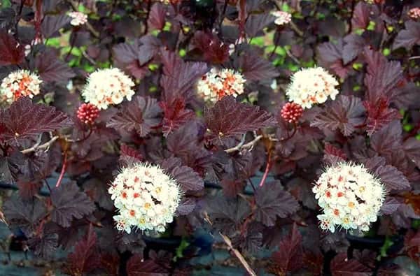 Pęcherznica co ile sadzić, aby uniknąć błędów w ogrodzie
