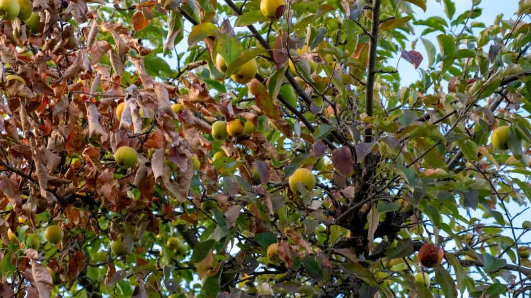 Jaki nawóz pod grusze? Sprawdź, jak uniknąć błędów w nawożeniu