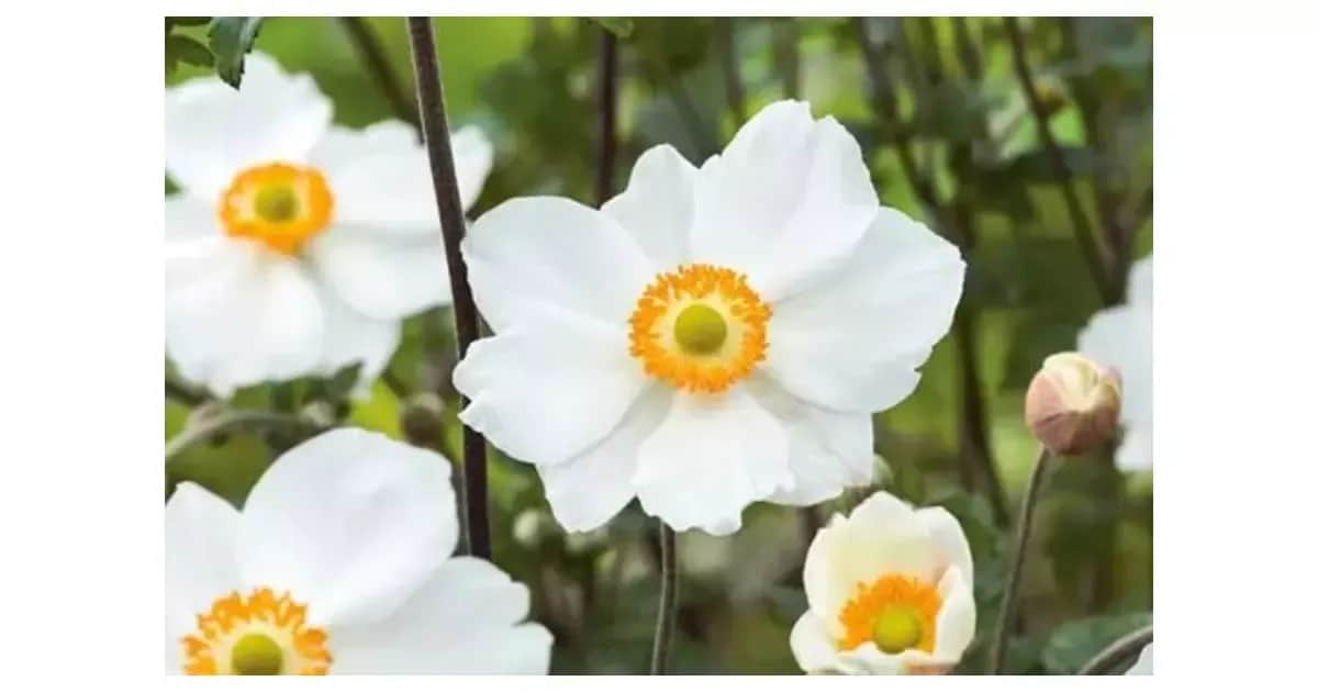 Zawilec japoński kiedy sadzić, aby uniknąć błędów w ogrodzie