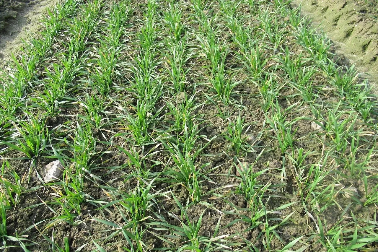 Ile nawozu pod pszenżyto ozime? Kluczowe dawki na wysokie plony