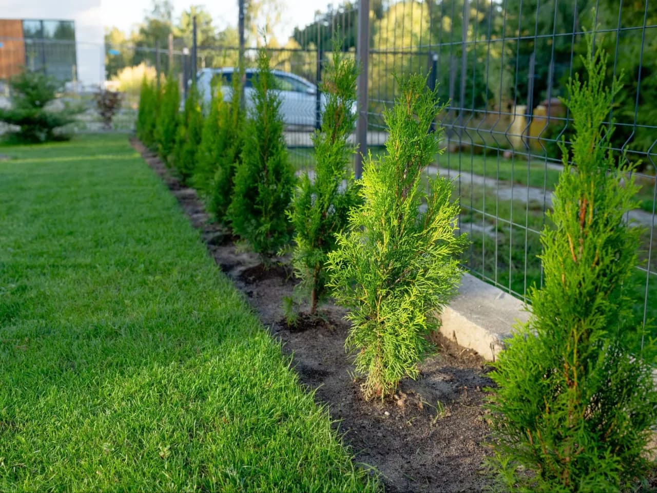 Co ile sadzić tuje, aby uniknąć błędów i uzyskać gęsty żywopłot