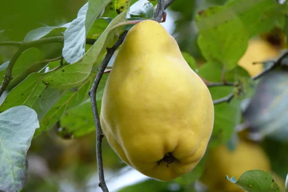 Kiedy jest sezon na pigwę? Odkryj najlepszy czas na zbiory