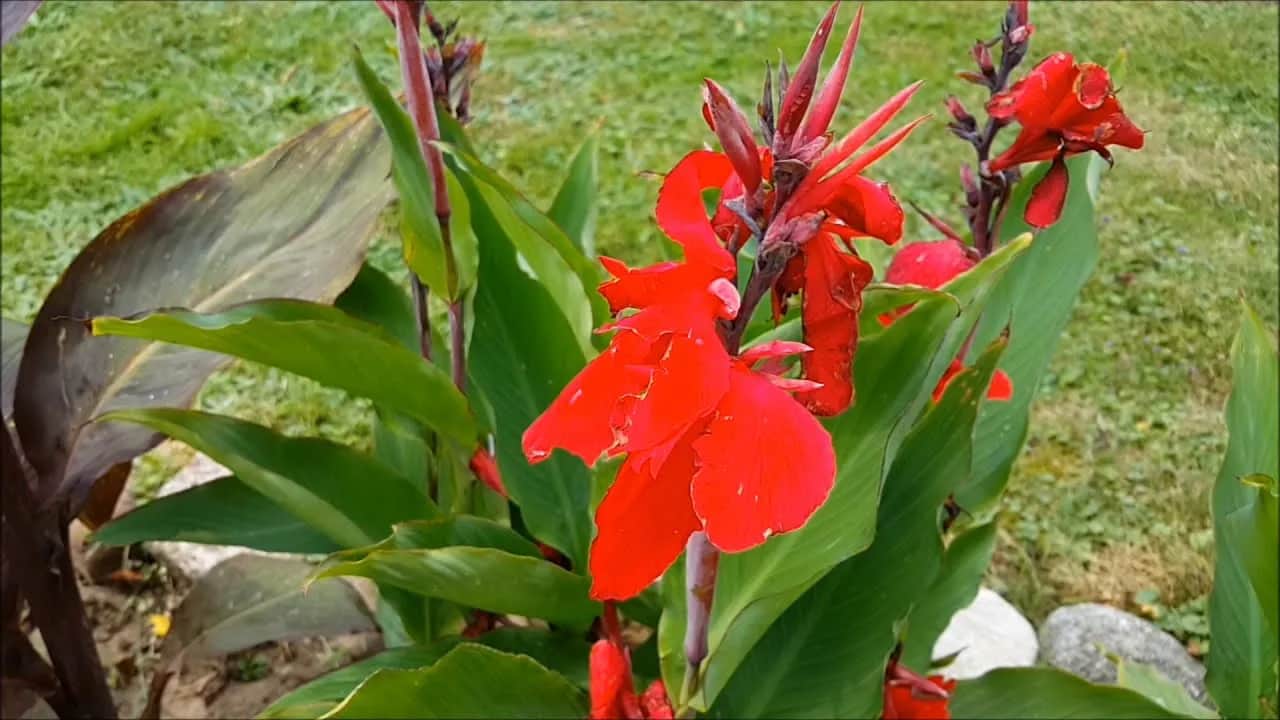 Jak sadzić kanny, aby uniknąć błędów i cieszyć się pięknem kwiatów