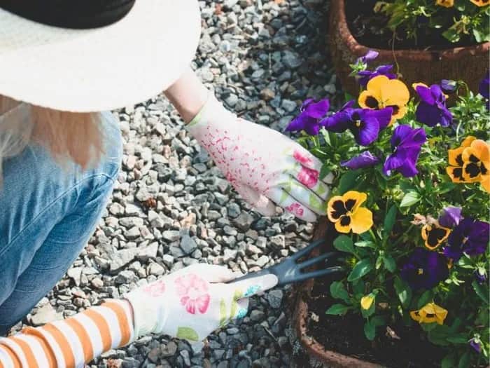 Kiedy sadzić bratki z nasion, aby uniknąć nieudanych siewów?