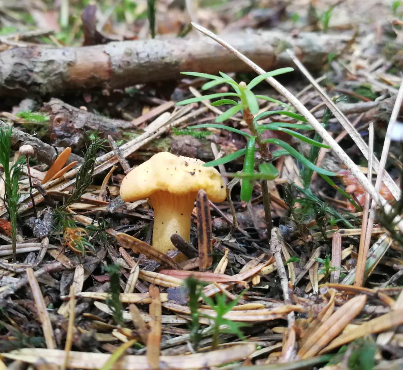 Kiedy jest sezon na grzyby kurki? Sprawdź najlepsze miesiące zbiorów
