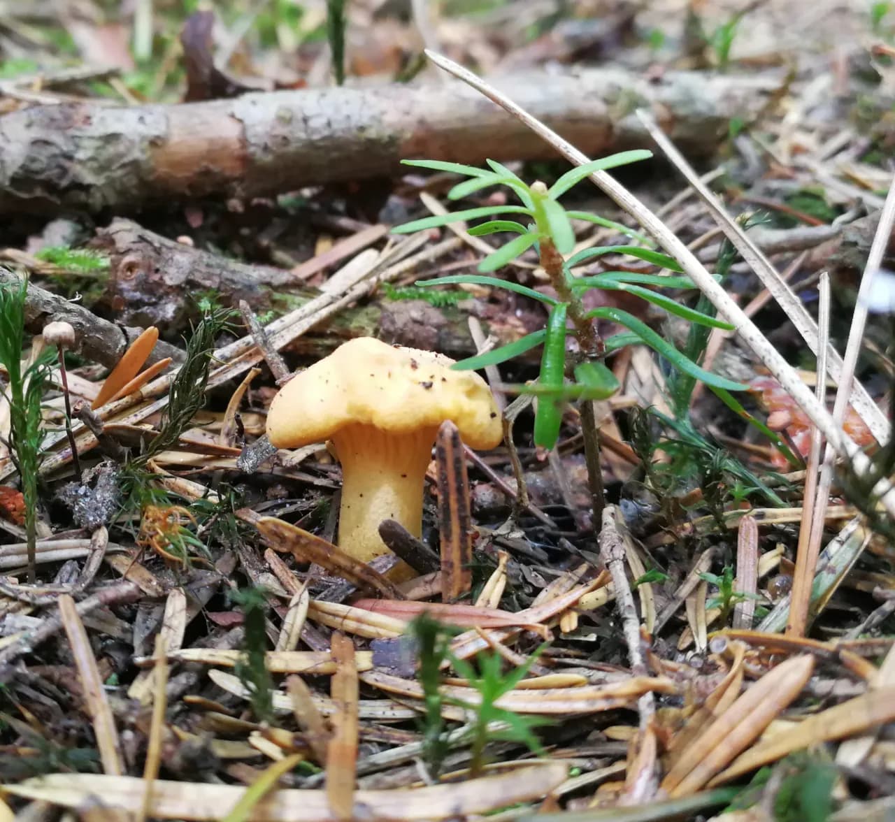 Kiedy jest sezon na grzyby kurki? Sprawdź najlepsze miesiące zbiorów