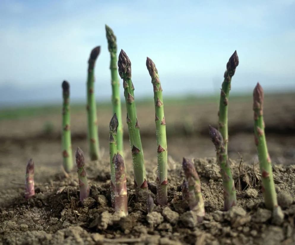 Kiedy jest sezon na szparagi w Polsce? Sprawdź, by nie przegapić!