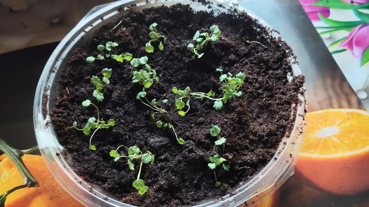 Jak sadzić poziomki z nasion - proste kroki do udanej uprawy