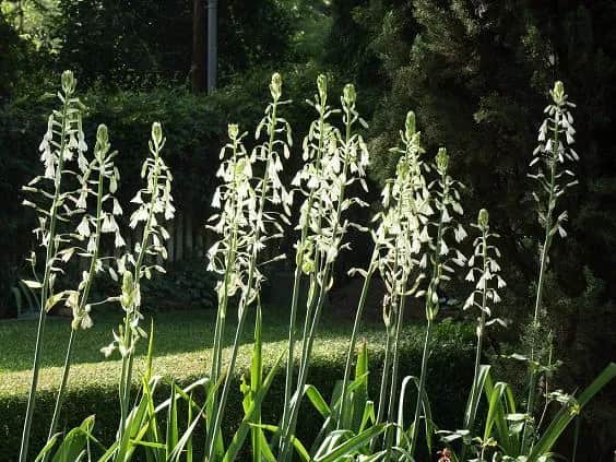 Galtonia kiedy sadzić, aby uniknąć problemów z jej wzrostem?