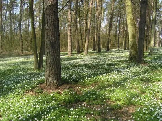 Rezerwat przyrody Czarny Las – unikalne atrakcje i dzika natura