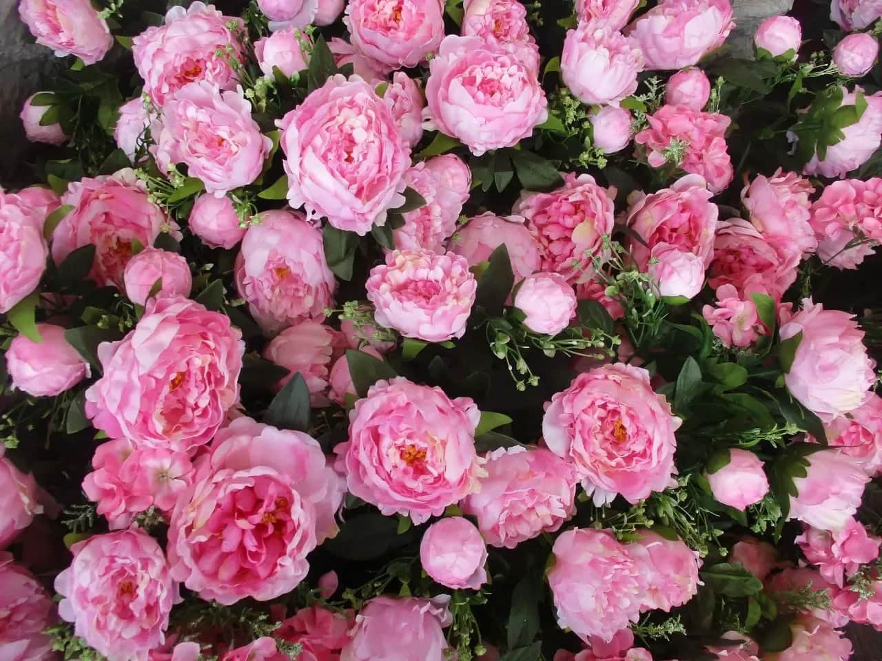 Kiedy jest sezon na piwonie? Poznaj tajemnice ich kwitnienia w Polsce