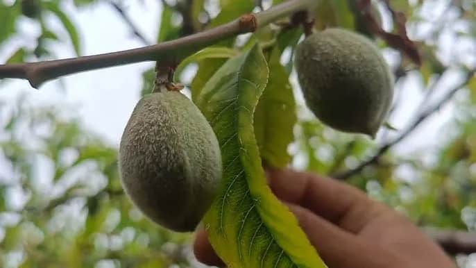 Jaki nawóz pod brzoskwinie? Odkryj najlepsze opcje dla zdrowych owoców