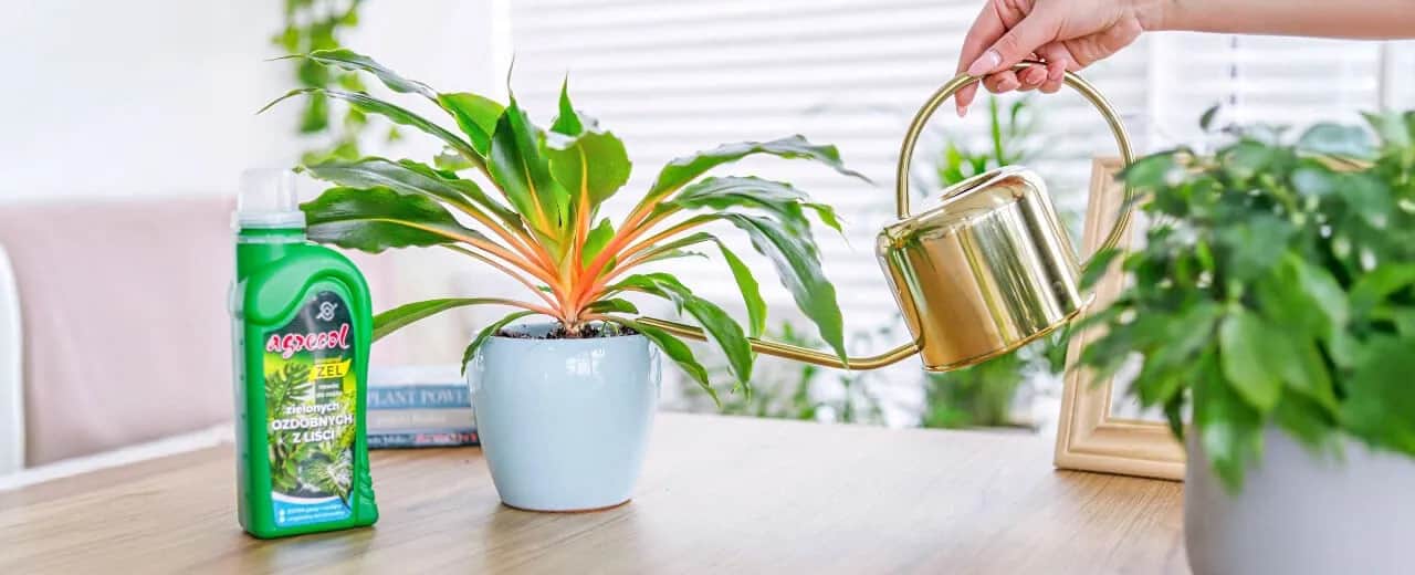 Czy nawozem do storczyków można podlewać inne kwiaty? Uważaj na skutki!