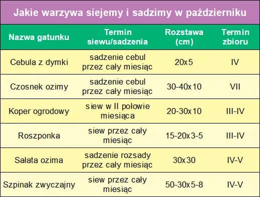 Co sadzić w październiku? Odkryj najlepsze rośliny na ten czas