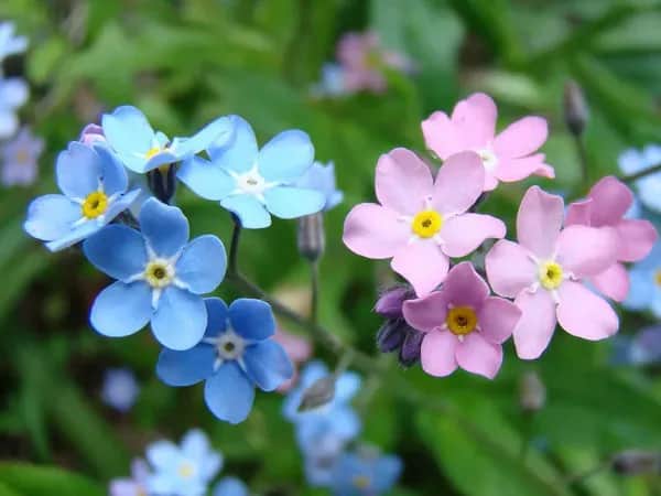 Kiedy sadzić niezapominajki, aby uniknąć błędów w uprawie