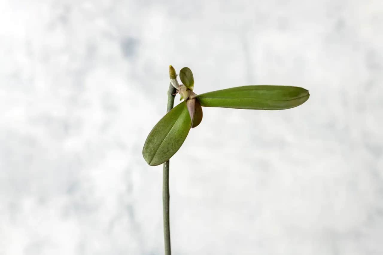 Jak sadzić keiki storczyka, by uniknąć najczęstszych błędów