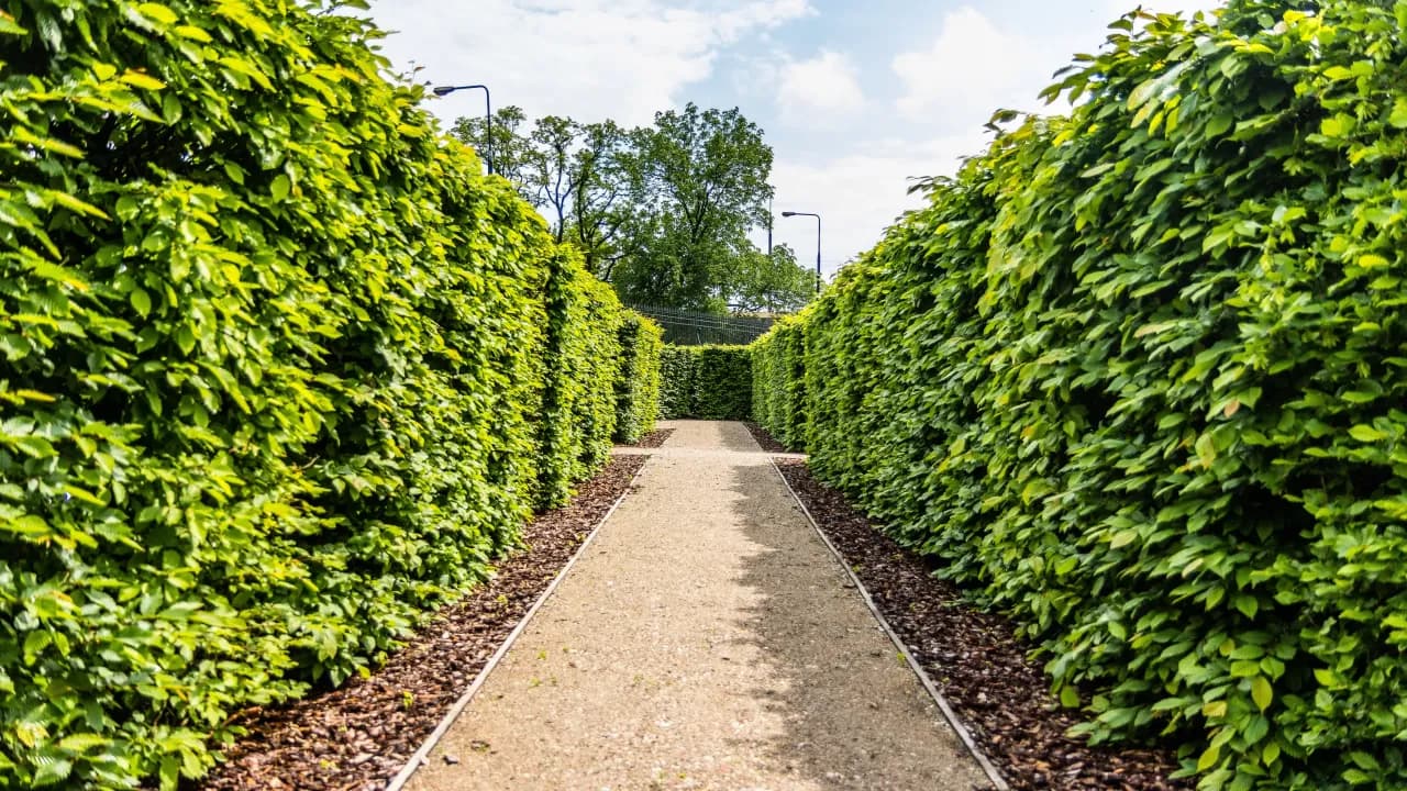 Jak sadzić grab na żywopłot, aby uzyskać gęsty i zdrowy żywopłot