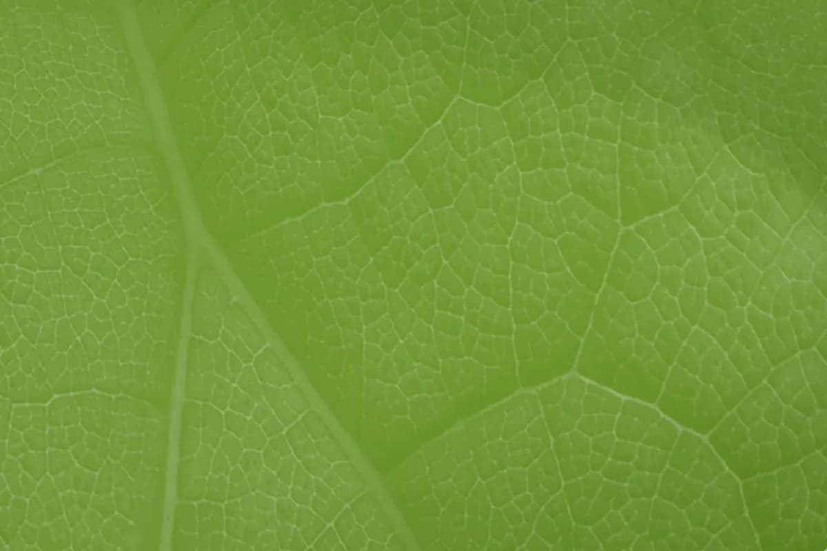 Zielony ład kiedy powstał? Poznaj kluczowe daty i znaczenie inicjatywy