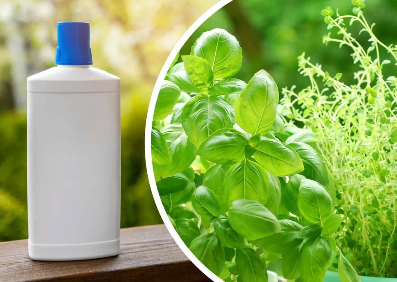 Najlepszy nawóz do bazylii – unikaj błędów w nawożeniu roślin