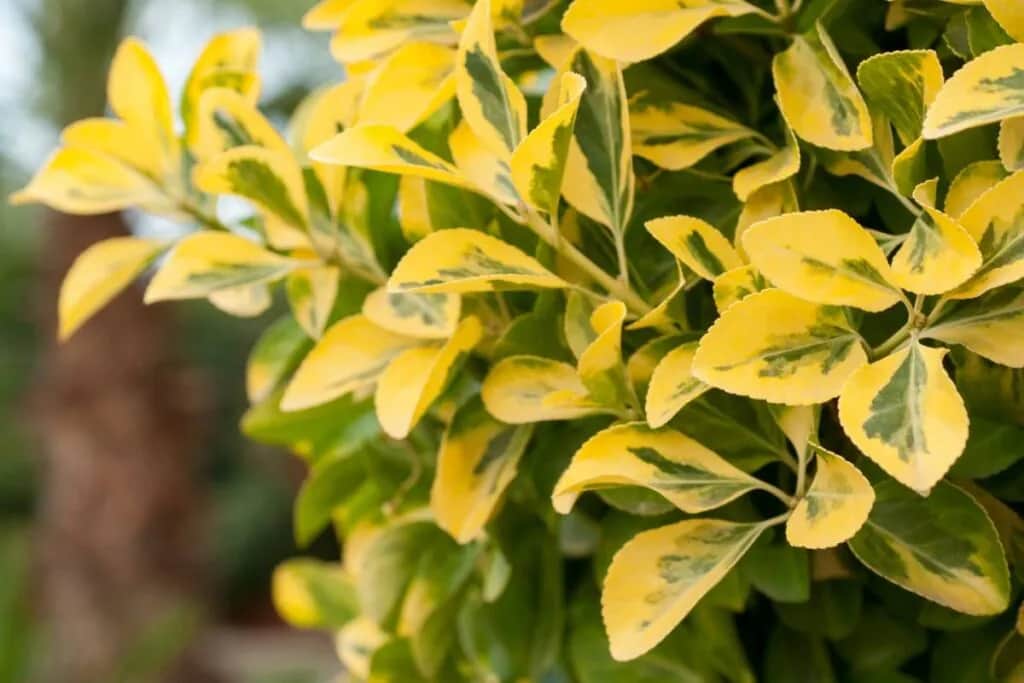 Jak sadzić ligustr zimozielony, aby uniknąć błędów i cieszyć się pięknym żywopłotem