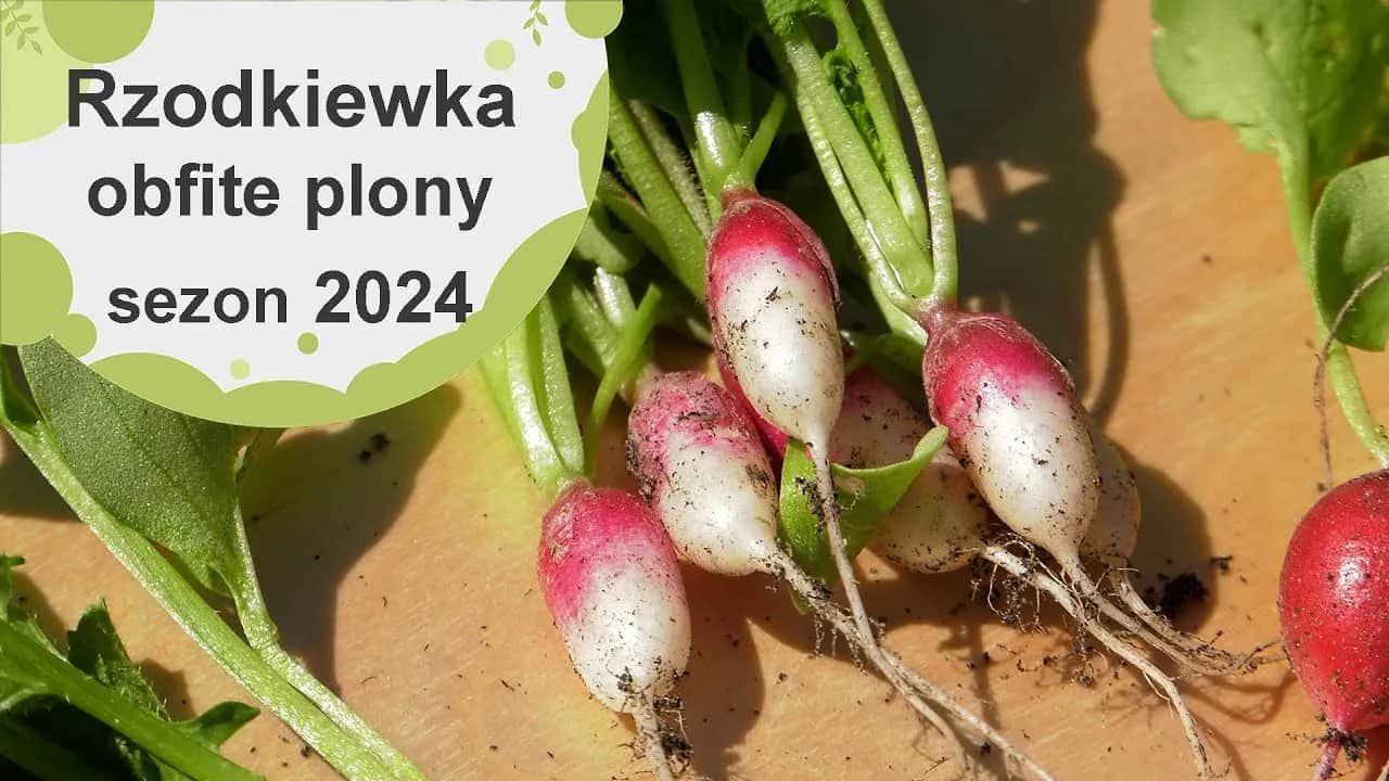 Kiedy jest sezon na rzodkiewki? Poznaj najlepszy czas na siew i zbiory