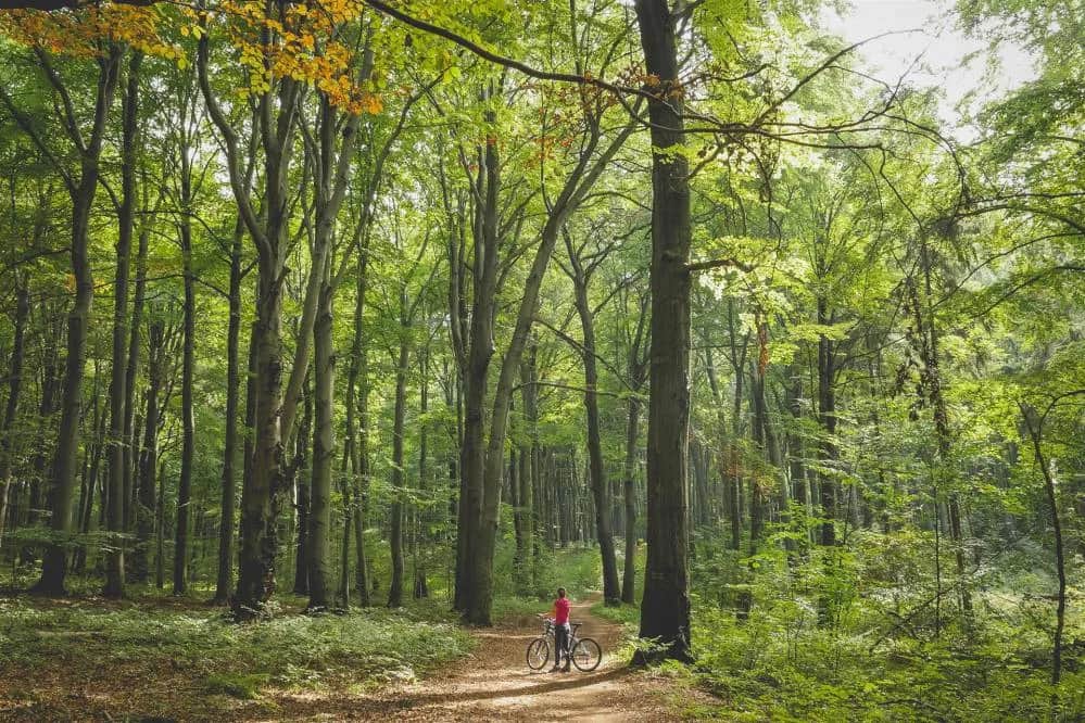Rezerwat przyrody Segiet w Bytomiu: Odkryj jego tajemnice i piękno