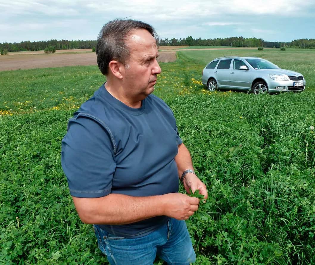 Jaki nawóz pod lucernę, aby uniknąć problemów z uprawą?