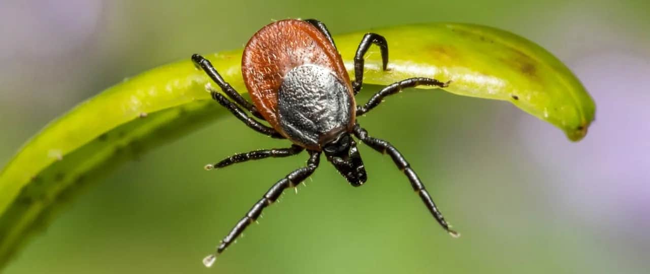 Kiedy jest sezon na kleszcze? Oto, co musisz wiedzieć, aby się chronić