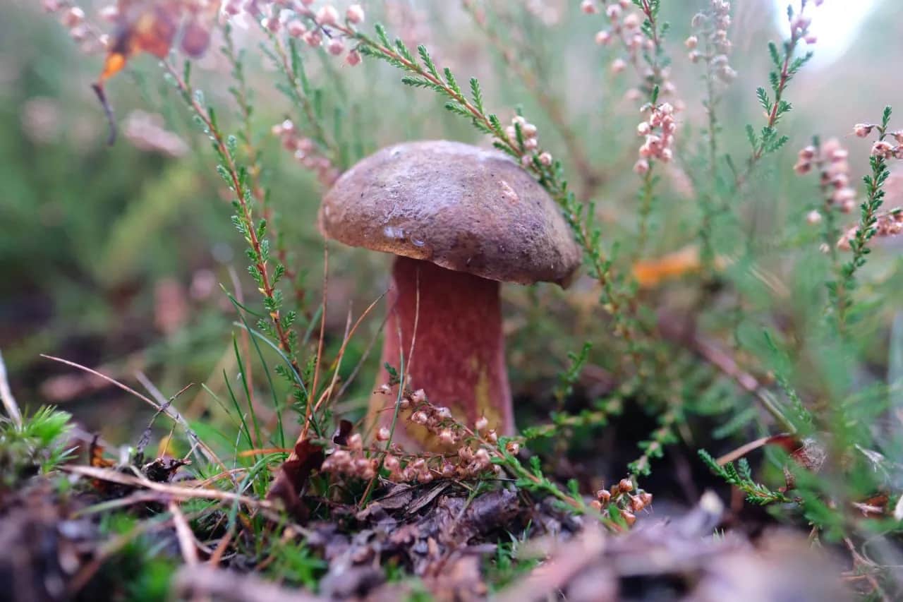 Kiedy sezon na prawdziwki? Sprawdź, kiedy najlepiej je zbierać