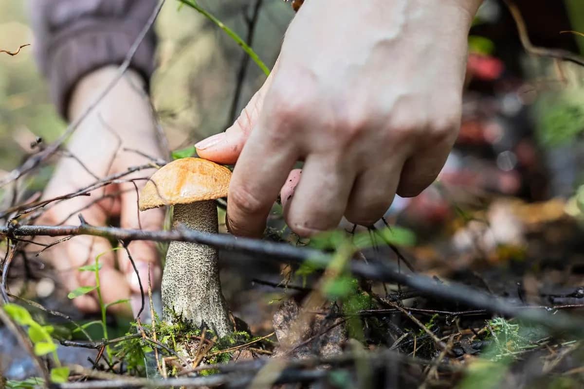 Sezon na grzyby od kiedy? Kluczowe miesiące na grzybobranie