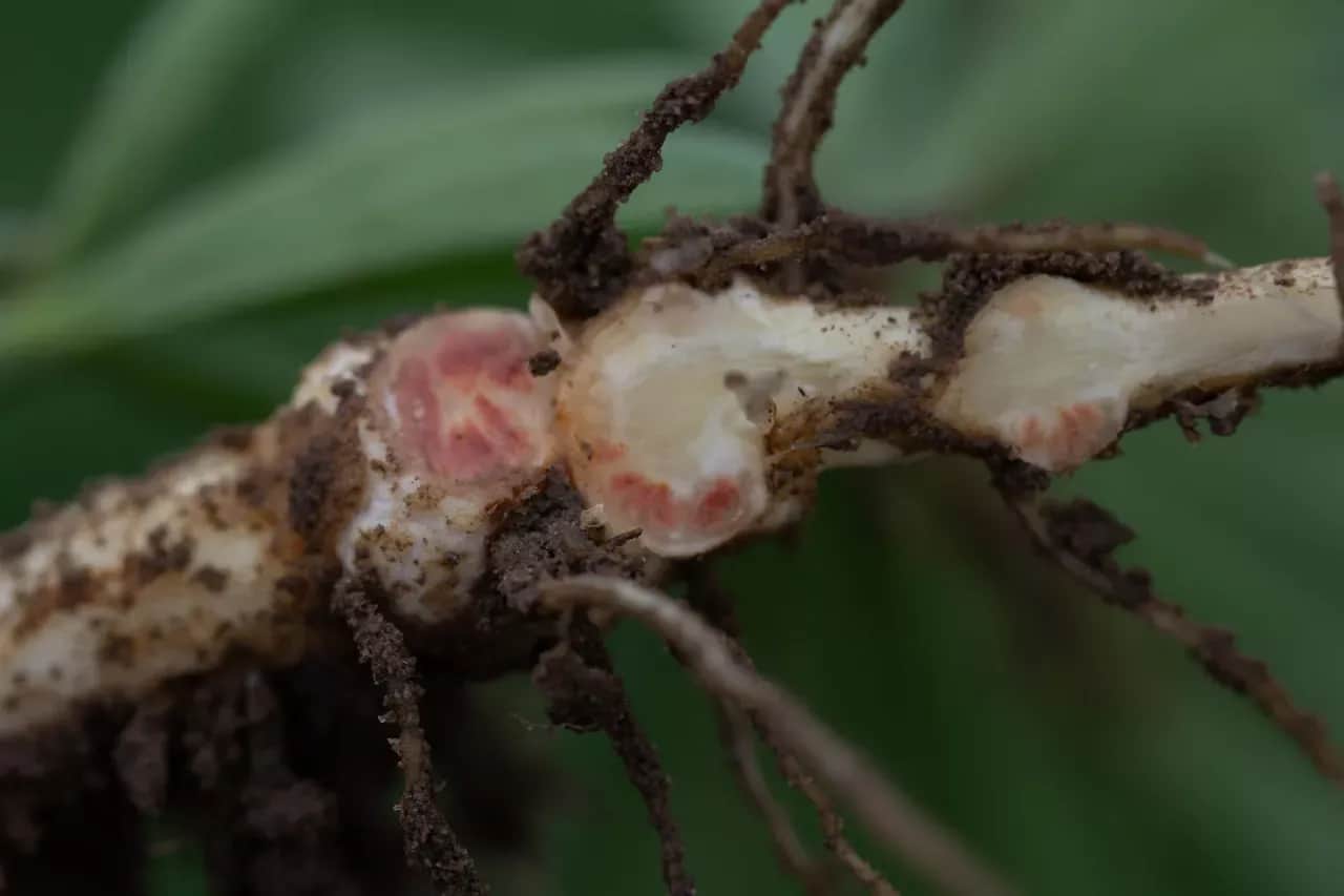 Jaki nawóz pod łubin? Sprawdź, co zapewni najlepsze plony