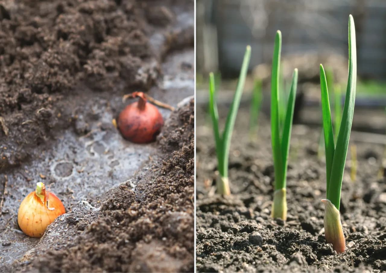 Kiedy sadzić dymkę, aby uniknąć błędów i cieszyć się plonami