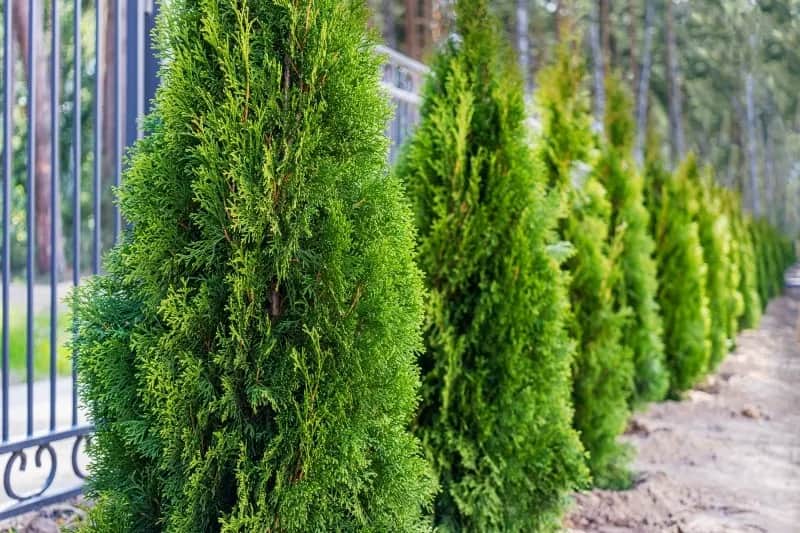 Do kiedy można sadzić tuje, aby uniknąć problemów z ich wzrostem?