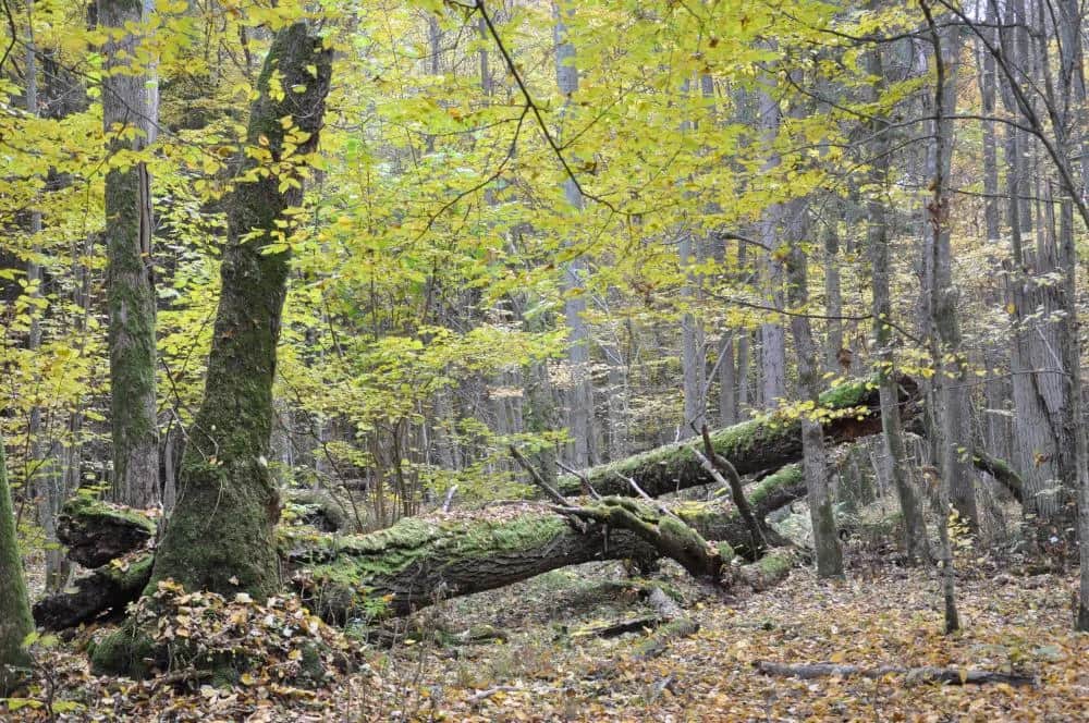 Rezerwat przyrody Białowieża: Odkryj jego unikalne skarby natury