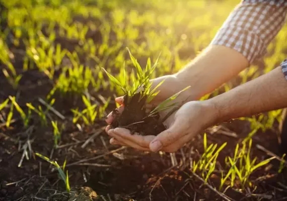 Jaki nawóz pod pszenicę? Odkryj najlepsze rozwiązania dla plonów