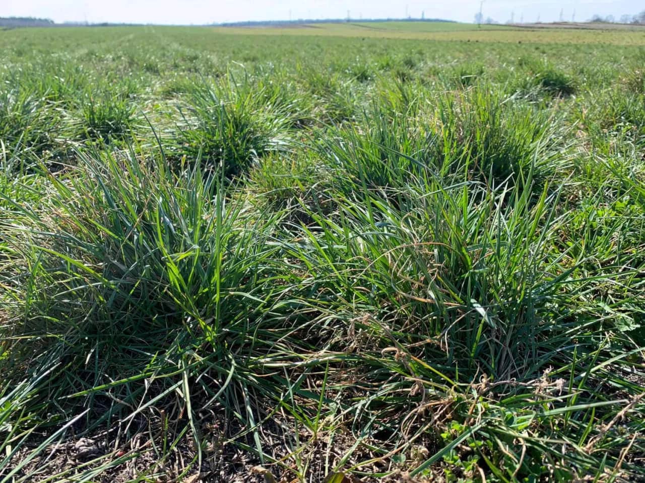 Ile nawozu na hektar łąki? Kluczowe dawki dla zdrowych plonów