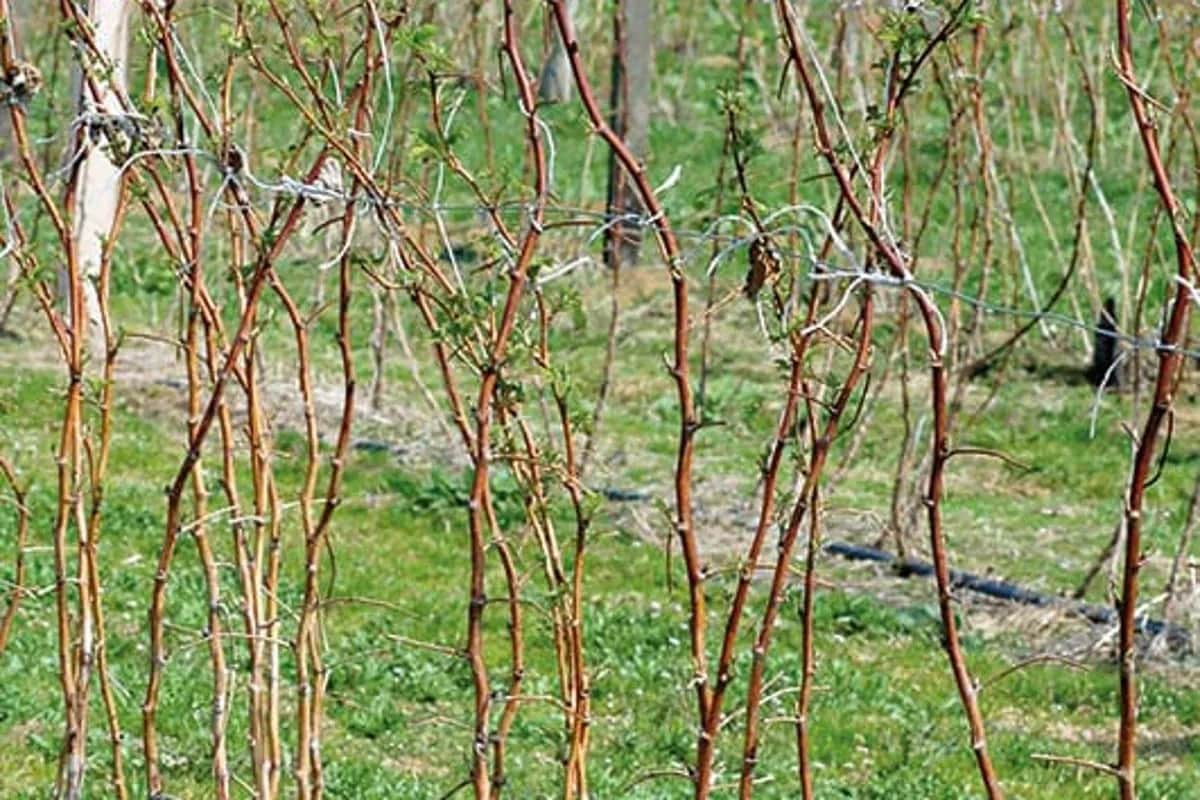 Jakie nawozy pod maliny jesienne na wiosnę poprawią plonowanie?