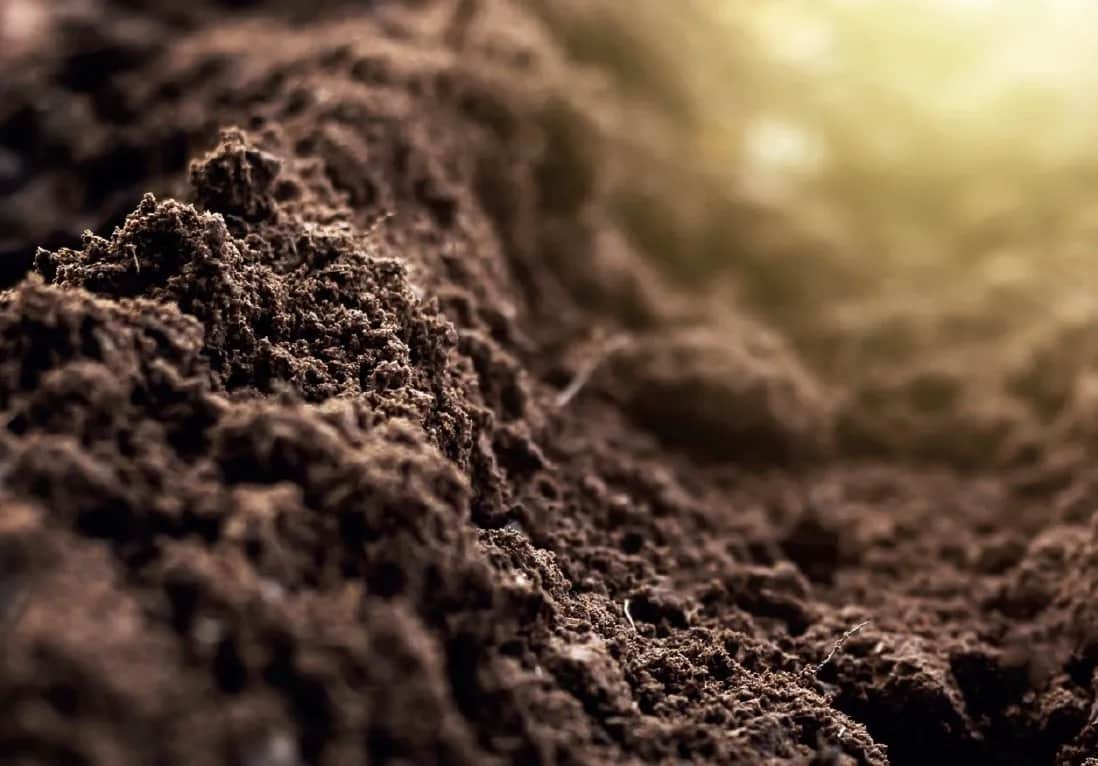 Jaki nawóz na kwaśną glebę? Sprawdź skuteczne rozwiązania dla roślin