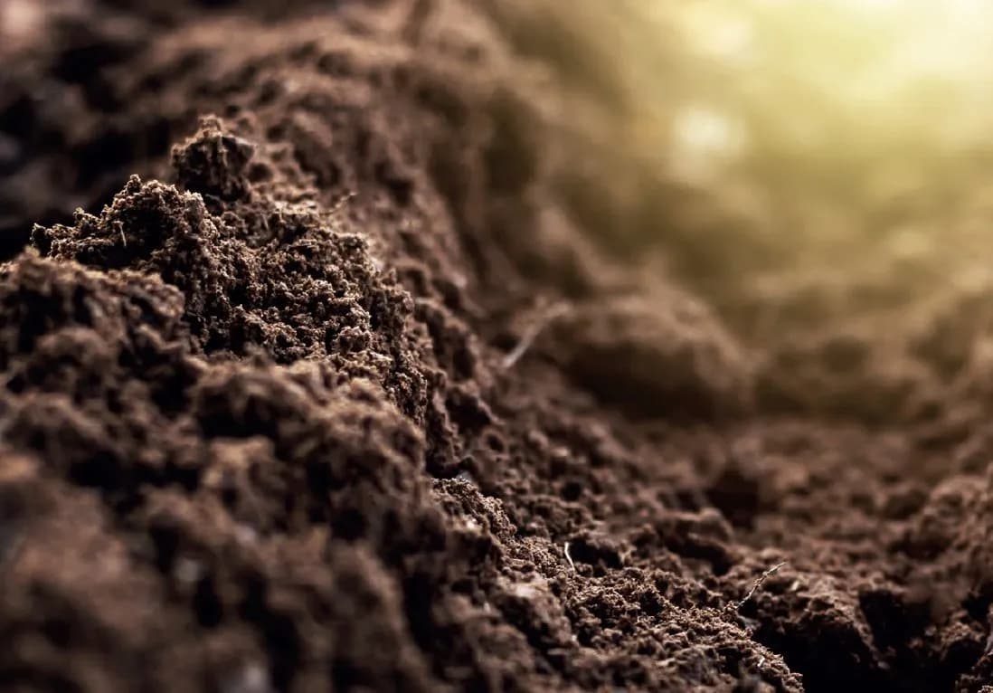 Jaki nawóz na kwaśną glebę? Sprawdź skuteczne rozwiązania dla roślin