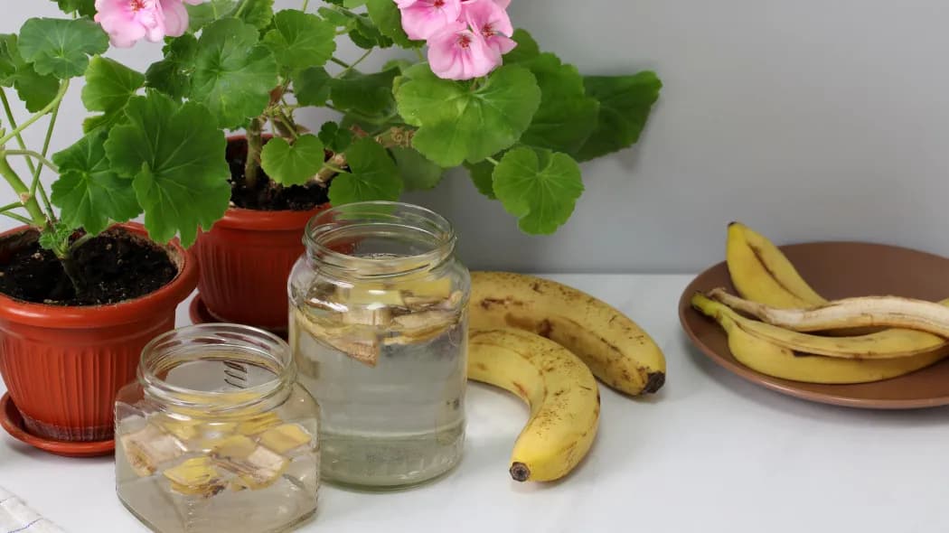 Nawóz z banana co zawiera: odkryj składniki, które pomogą roślinom