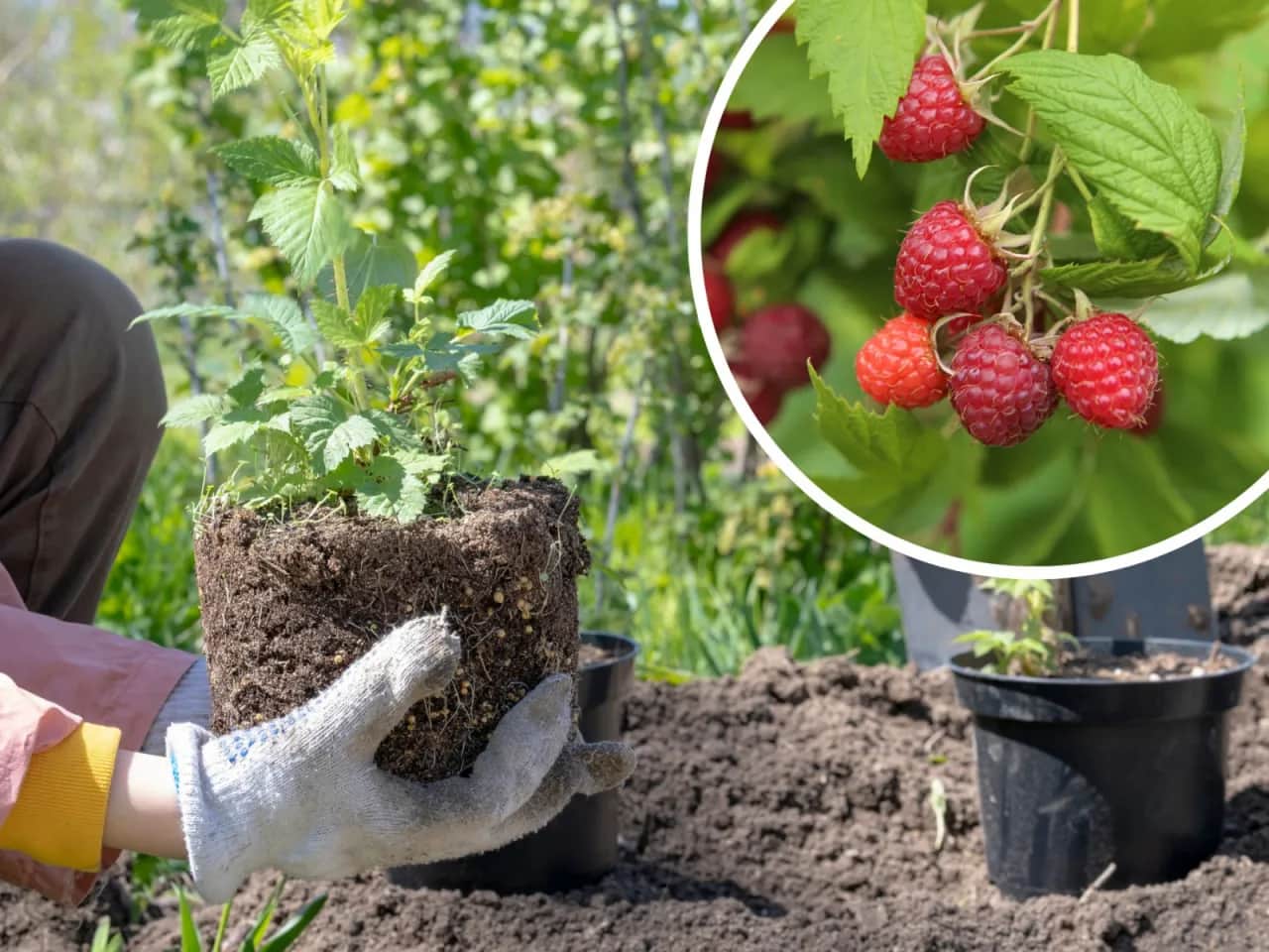 Jak głęboko sadzić maliny, aby uniknąć błędów w uprawie?