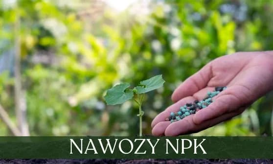 Jakie są nawozy naturalne i jak mogą poprawić Twoje plony?